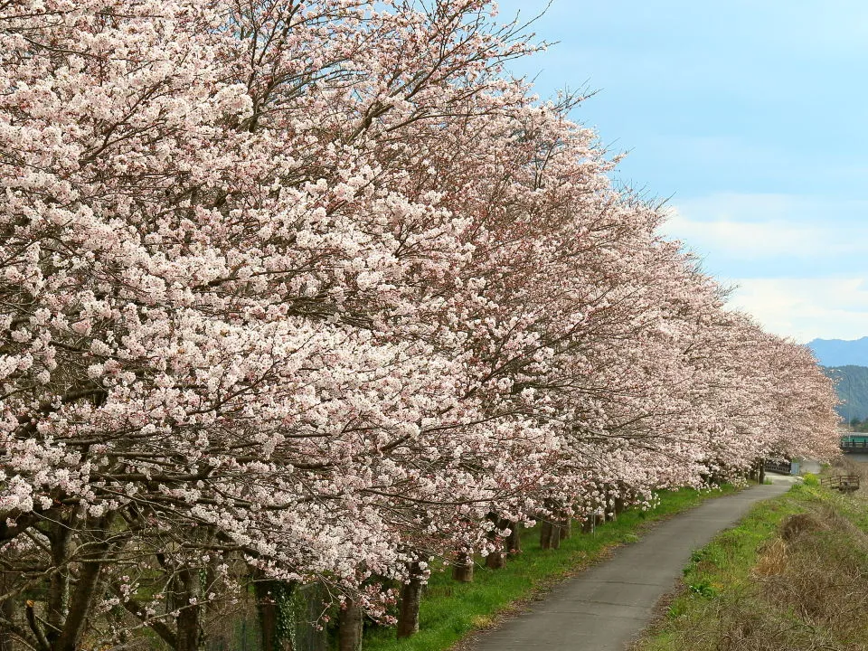 加古川の桜並木