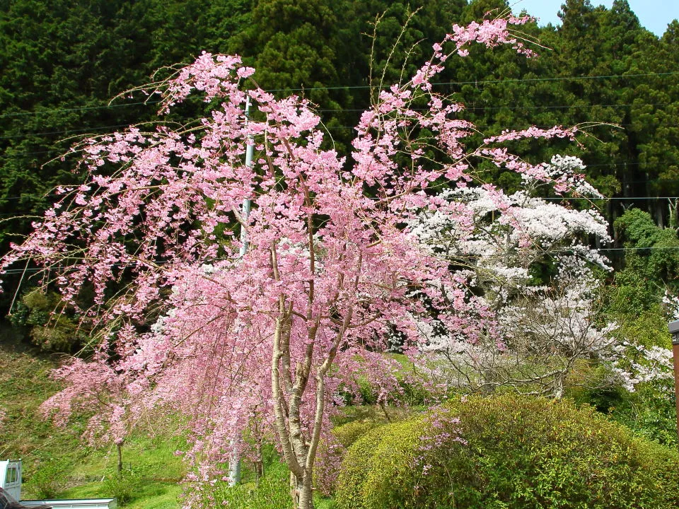 駐車場の枝垂桜