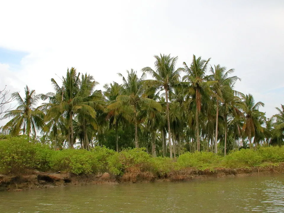 マングローブと椰子林