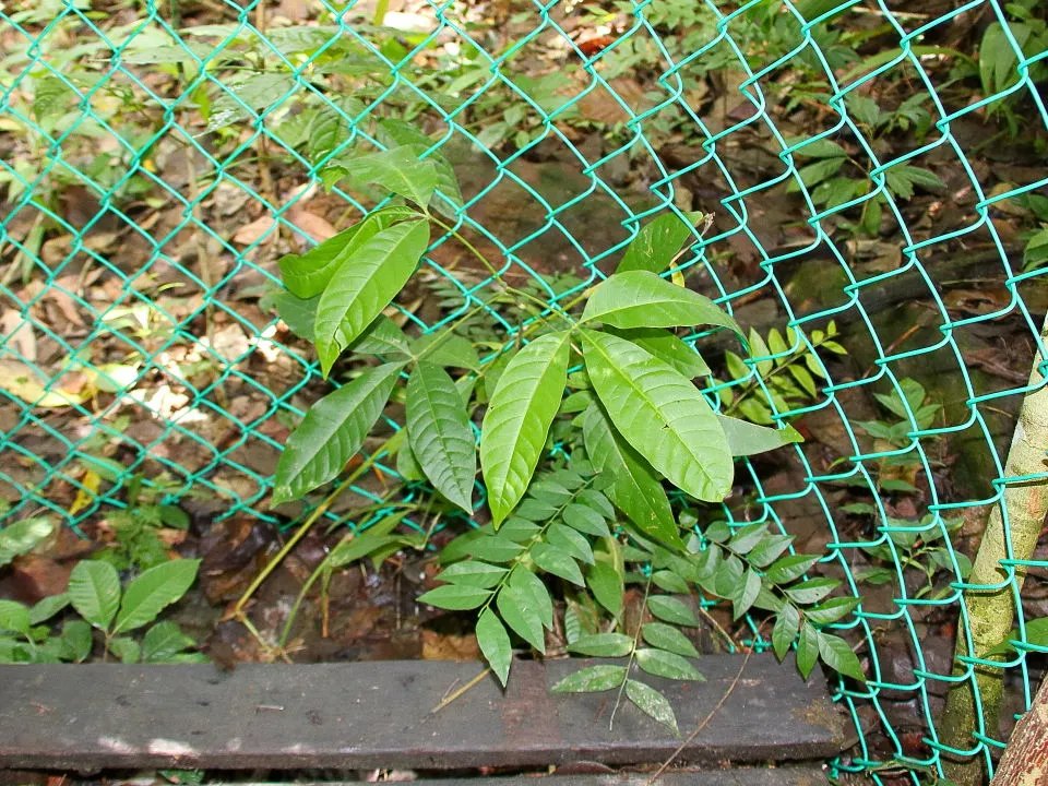 ラフレシアが寄生するつる性植物