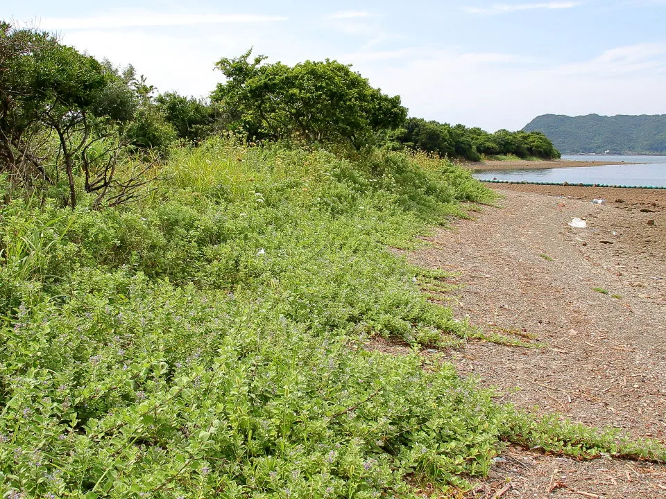 ハマゴウの咲く砂浜