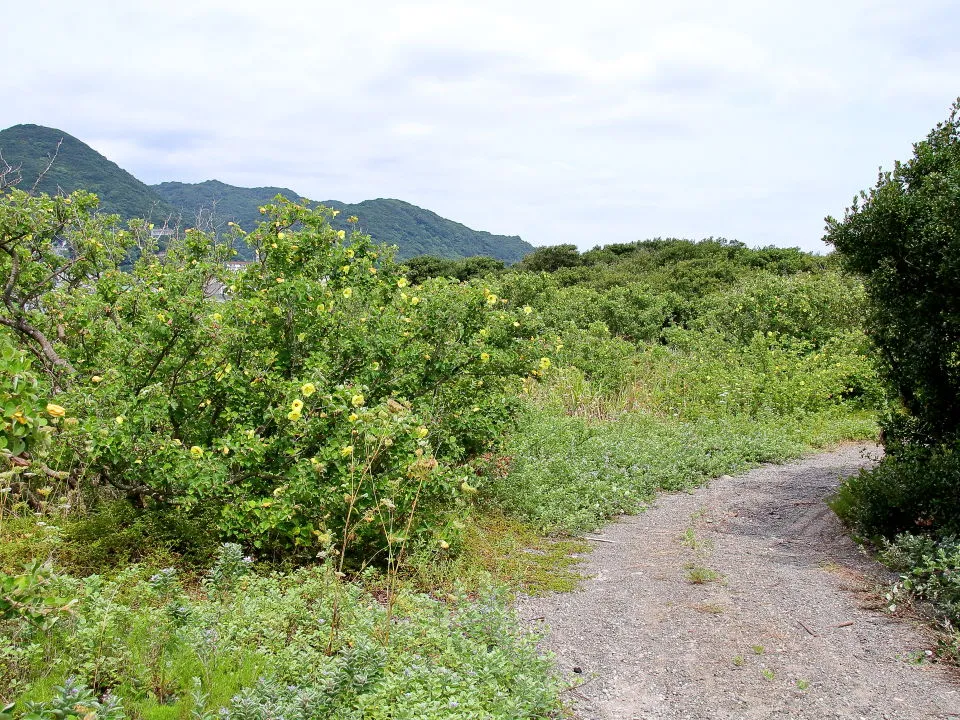 ハマボウの咲く散策路