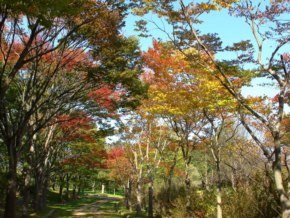 香りの丘付近の紅葉