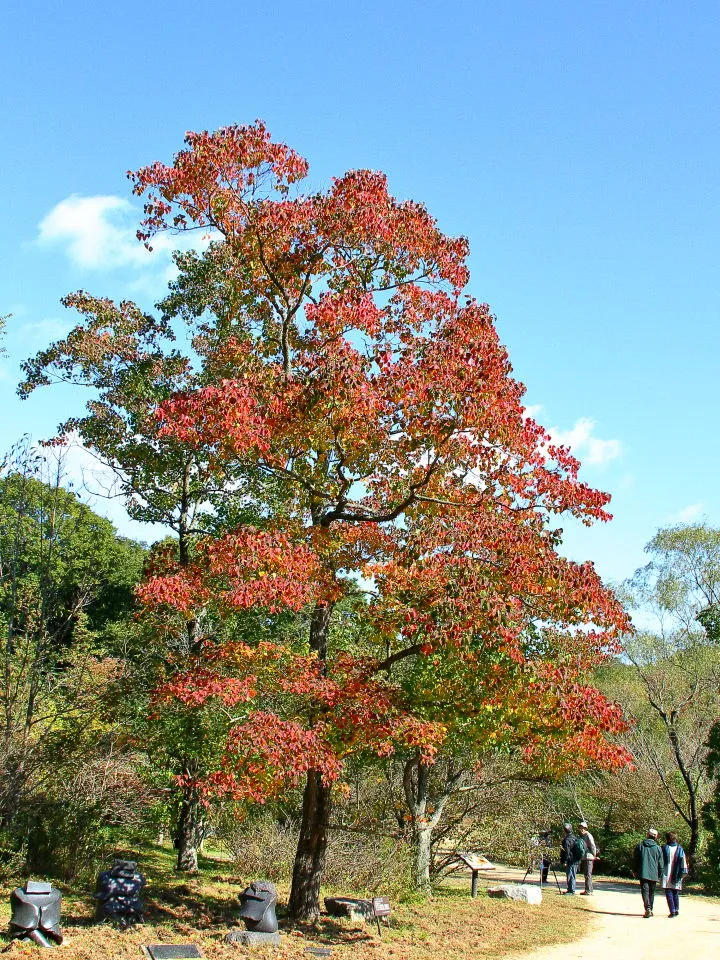 天津の森の紅葉