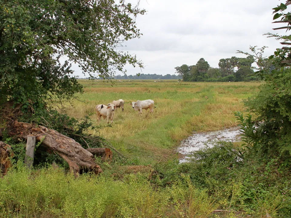 刈入れの済んだ水田に放たれている農耕牛