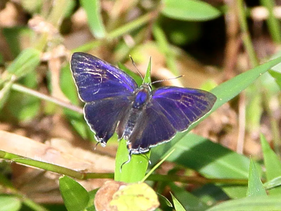 ムラサキ色の蝶