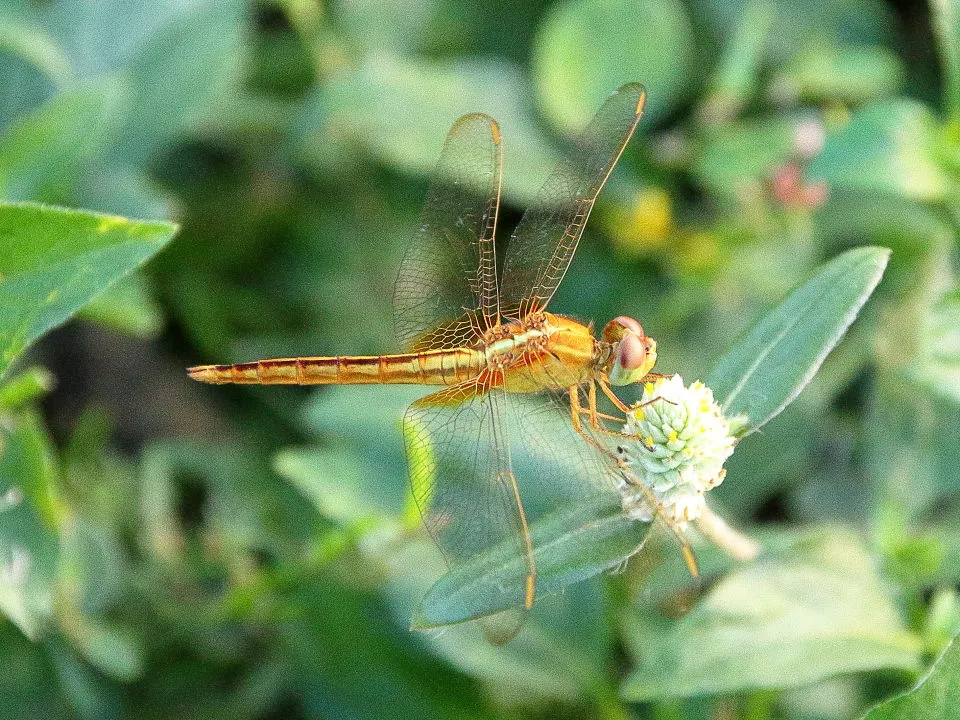 ショウジョウトンボ♀