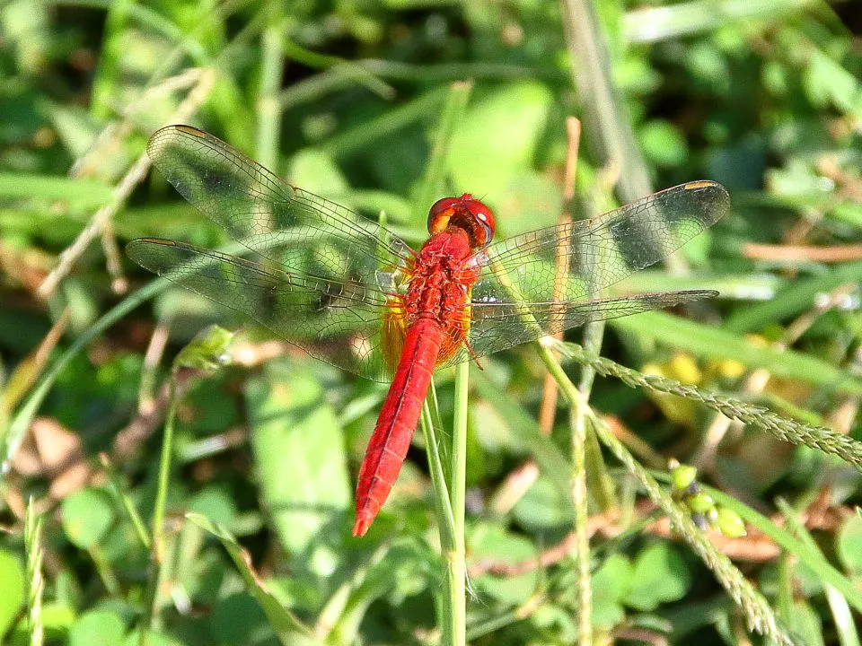 ショウジョウトンボ♂