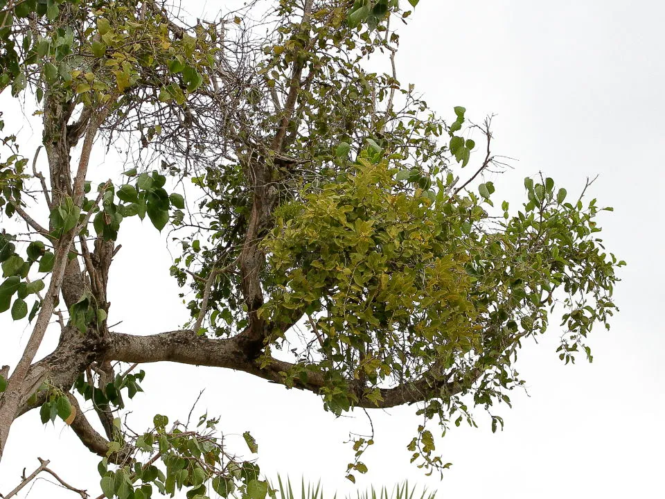 印度菩提樹にヤドリギ