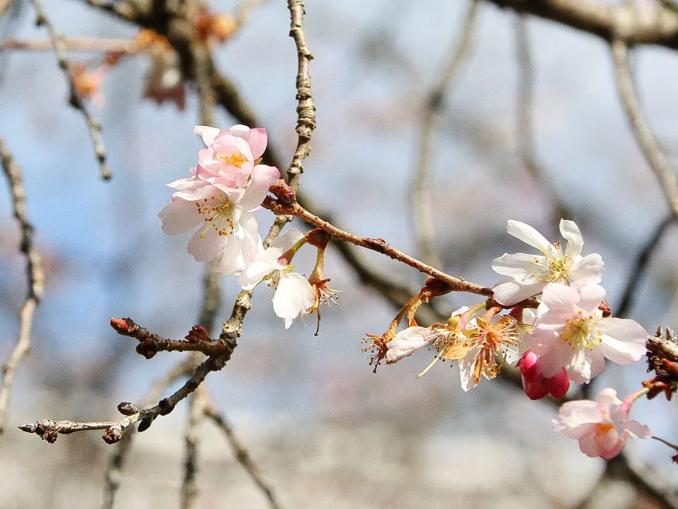 平野神社　十月桜
