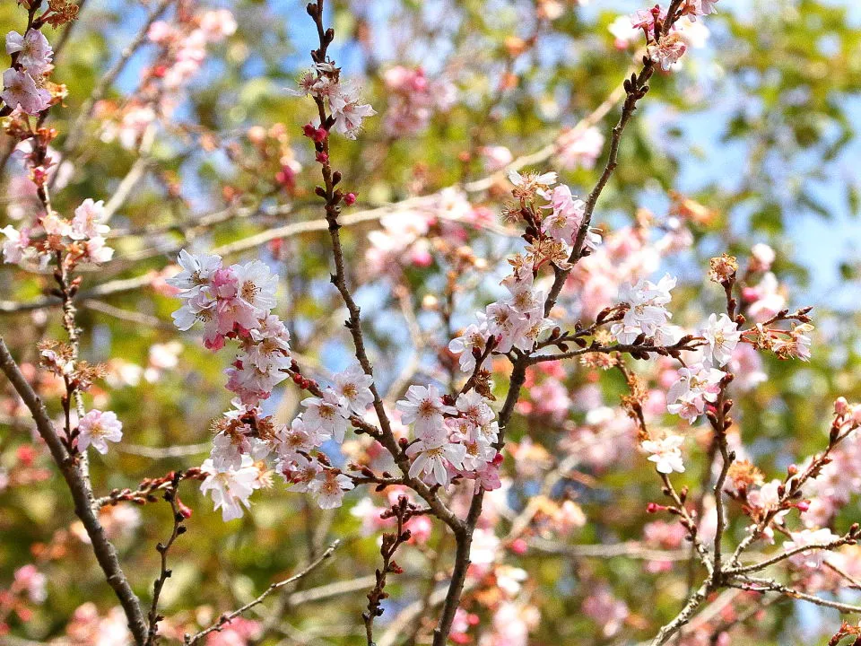 平野神社　寒桜