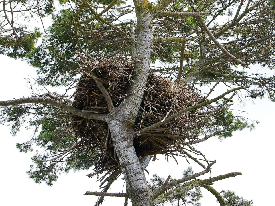 ハクトウワシの巣