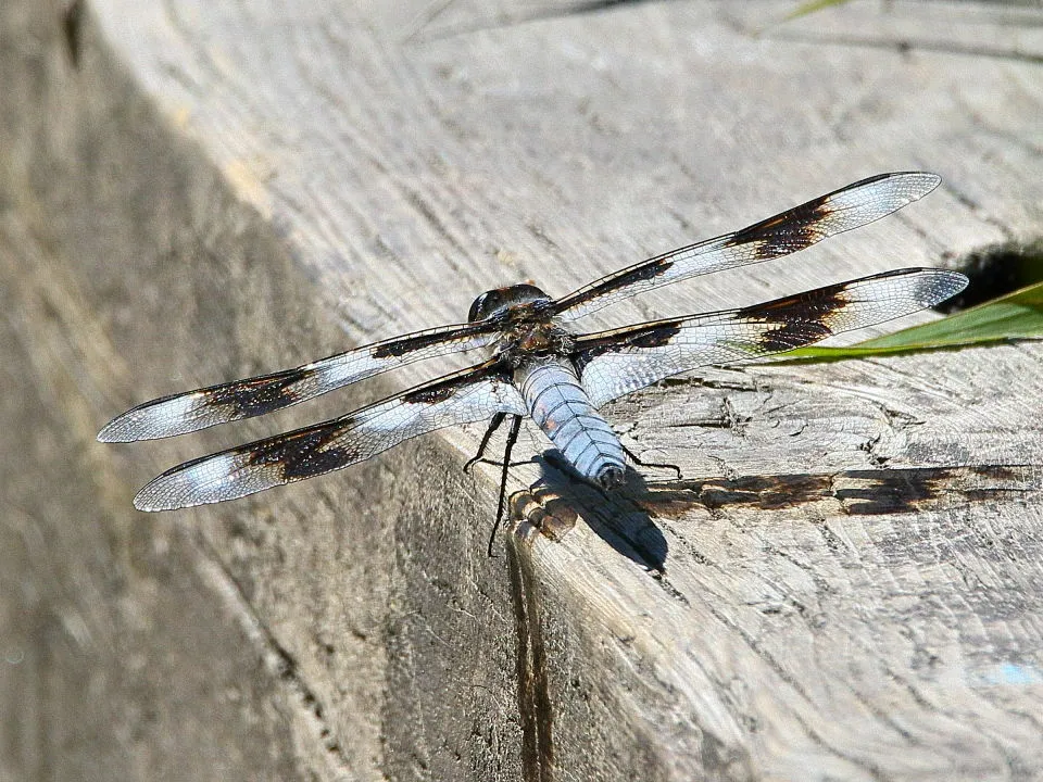 Eight-spotted Skimmer♂