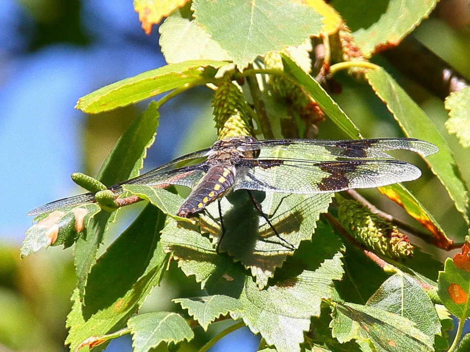 Eight-spotted Skimmer♀