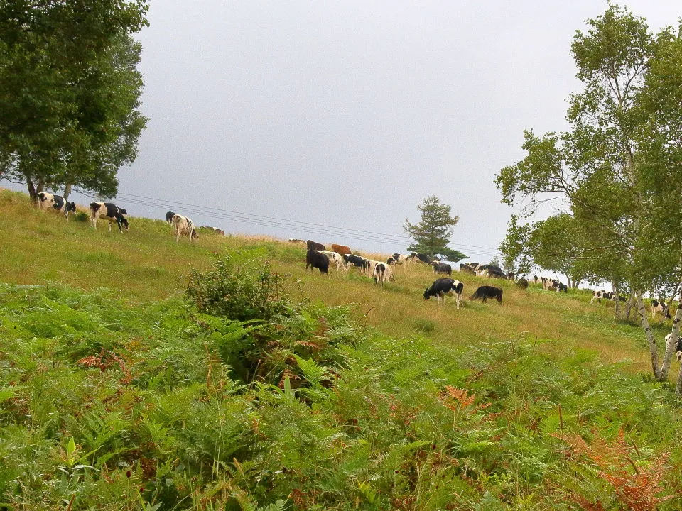 菅平牧場の放牧牛