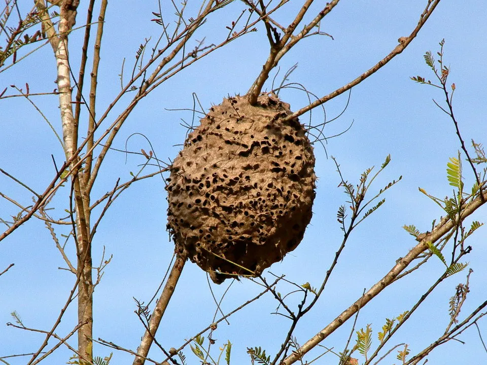 毒蜂の巣？