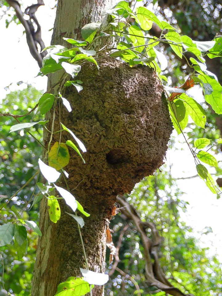 毒蜂の巣？