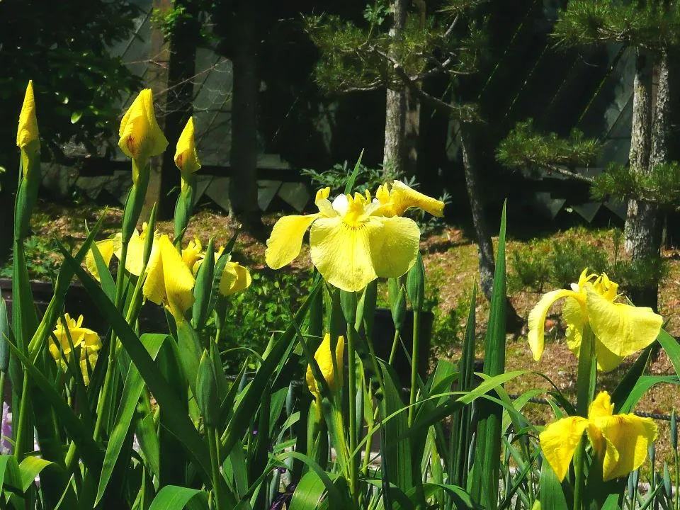 花しょうぶ園