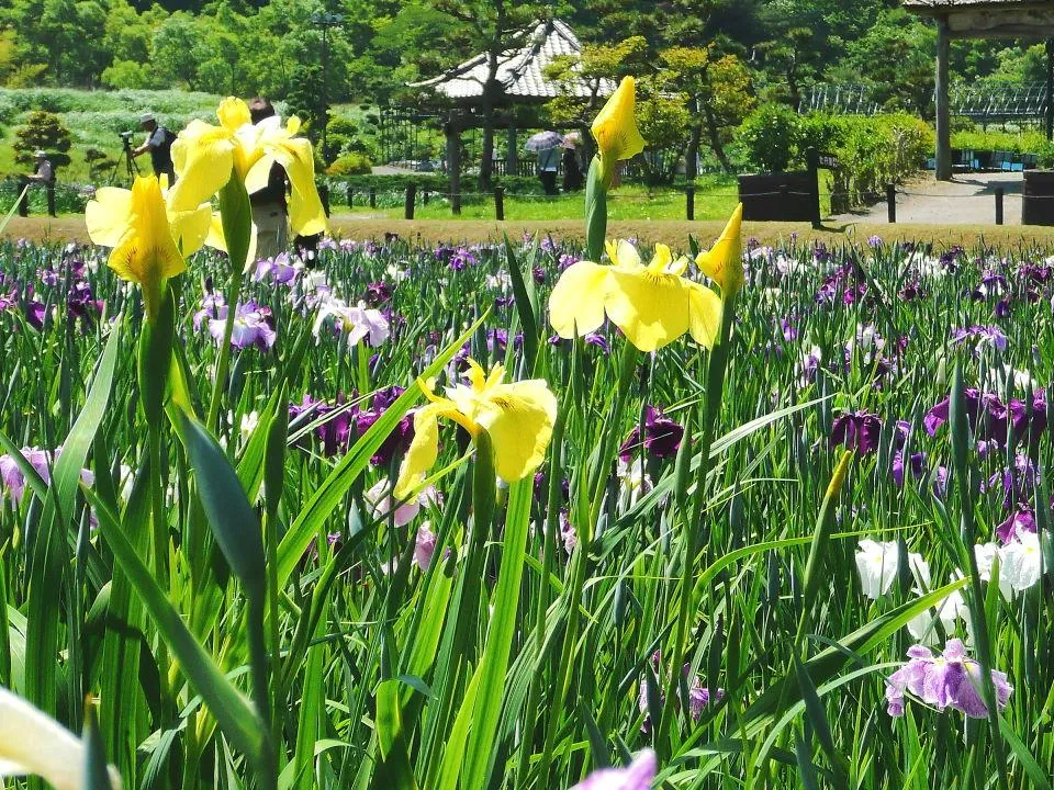 花しょうぶ園