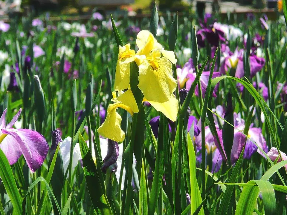 花しょうぶ園