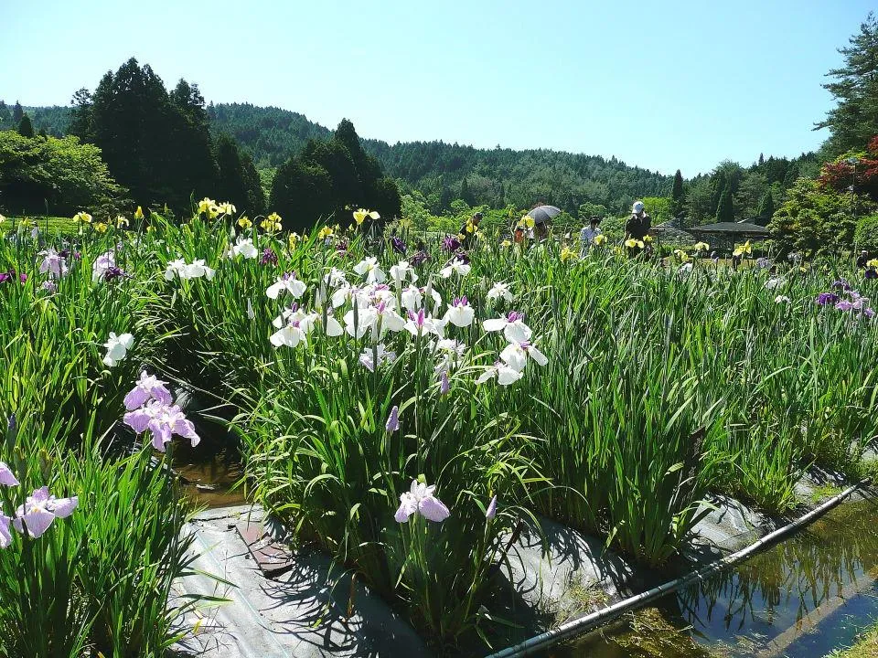 花しょうぶ園