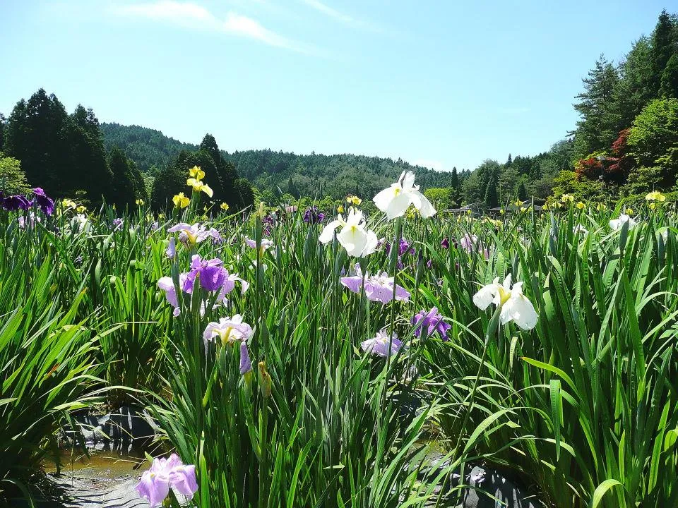 花しょうぶ園