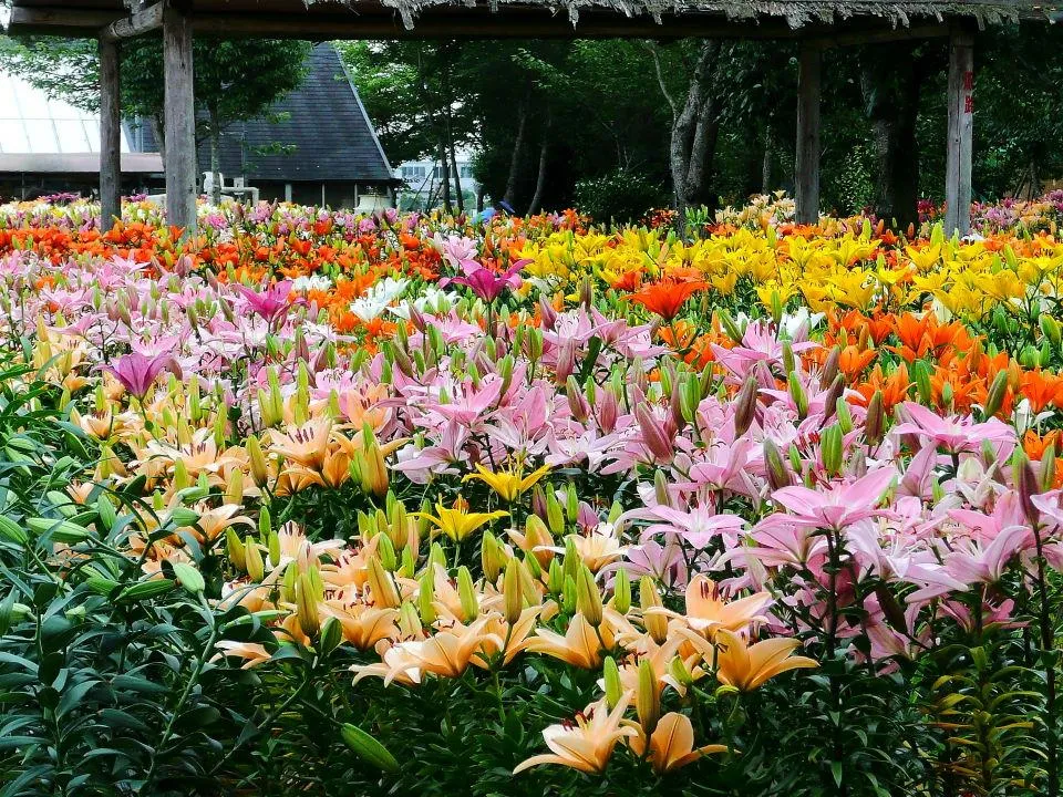 篠山玉水ゆり園