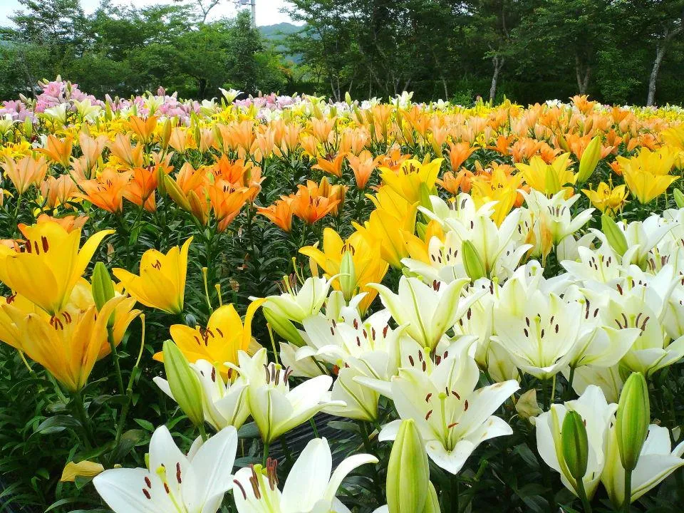 篠山玉水ゆり園