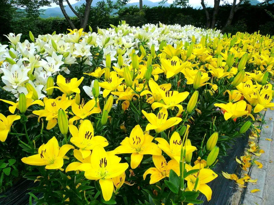 篠山玉水ゆり園