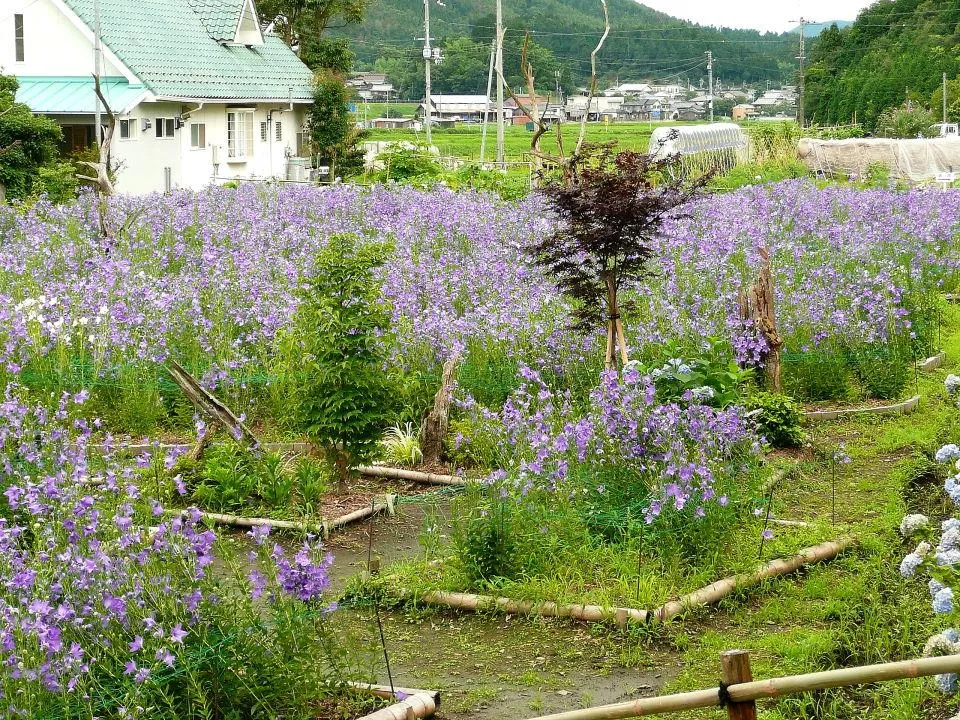 ききょうの里