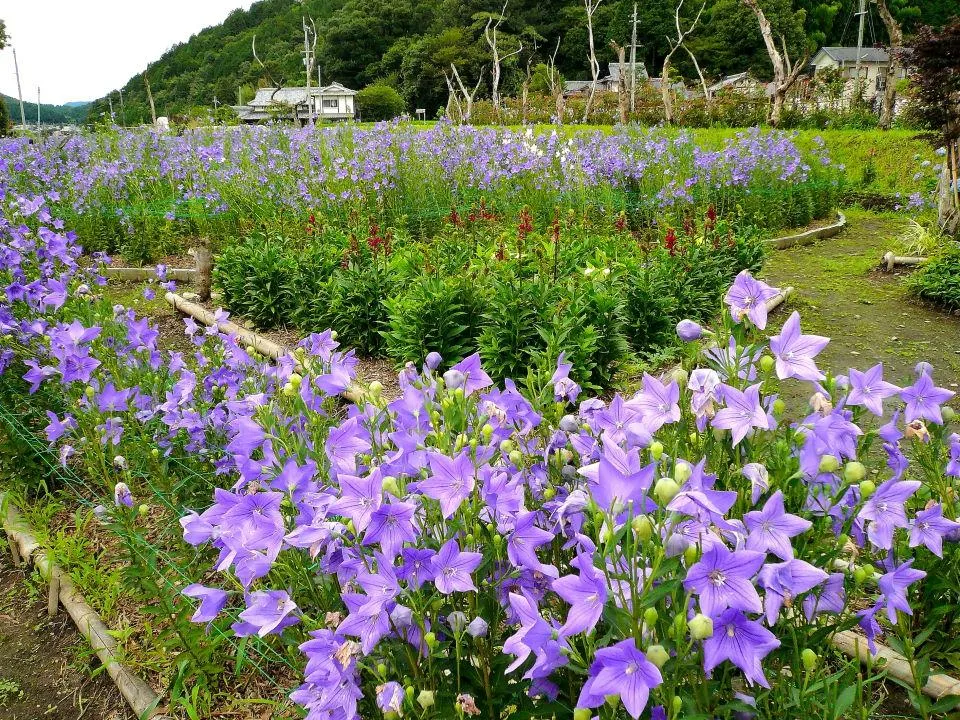 ききょうの里