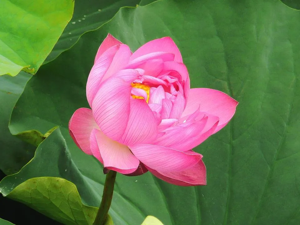 平の沢池　はすの花