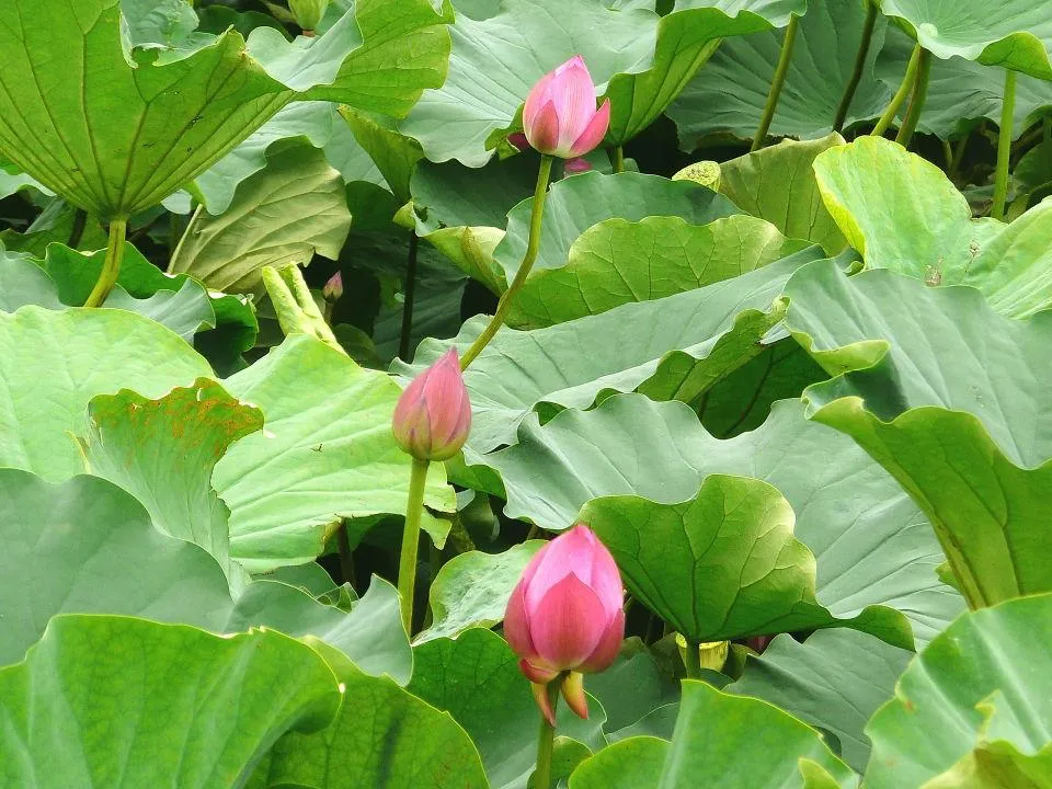 平の沢池　はすの花