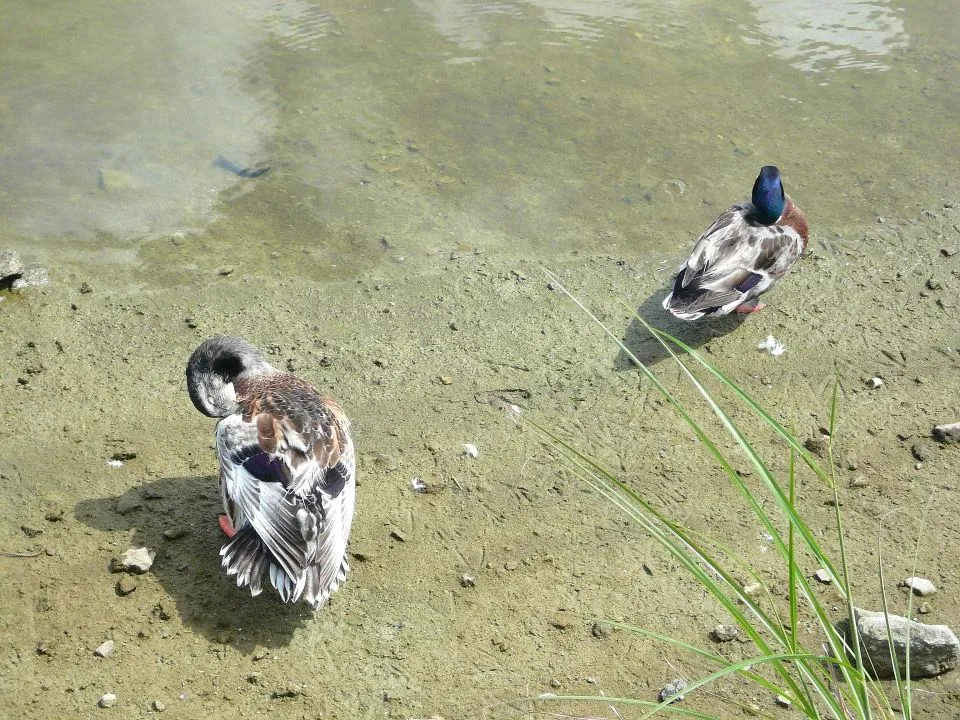 池のカモ