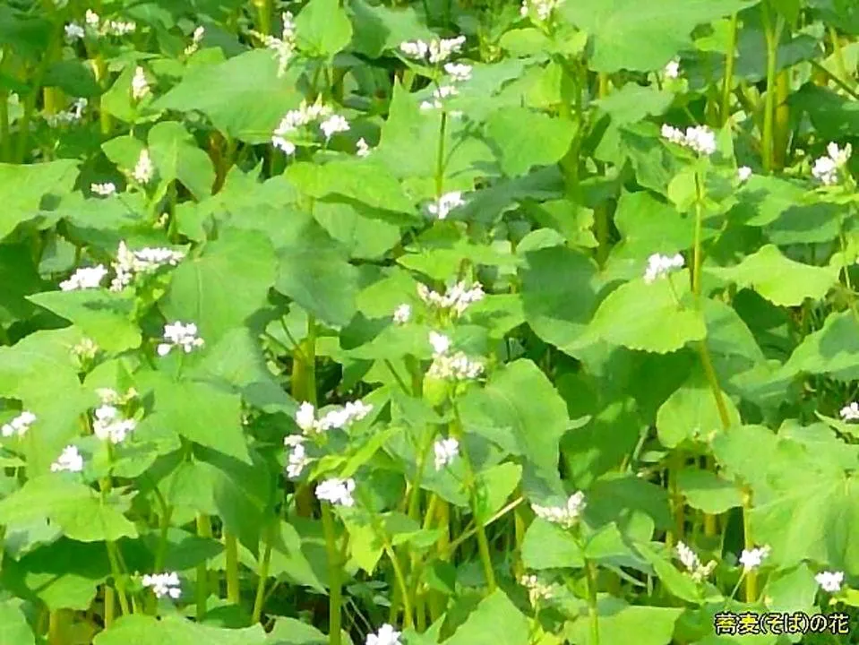 蕎麦（そば）の花