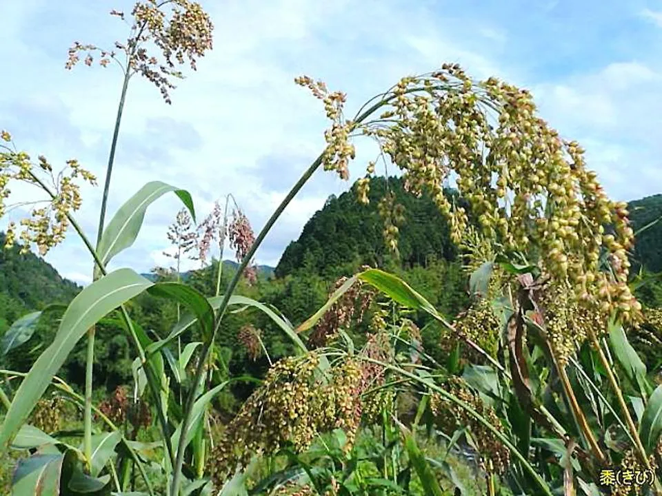 黍（きび）