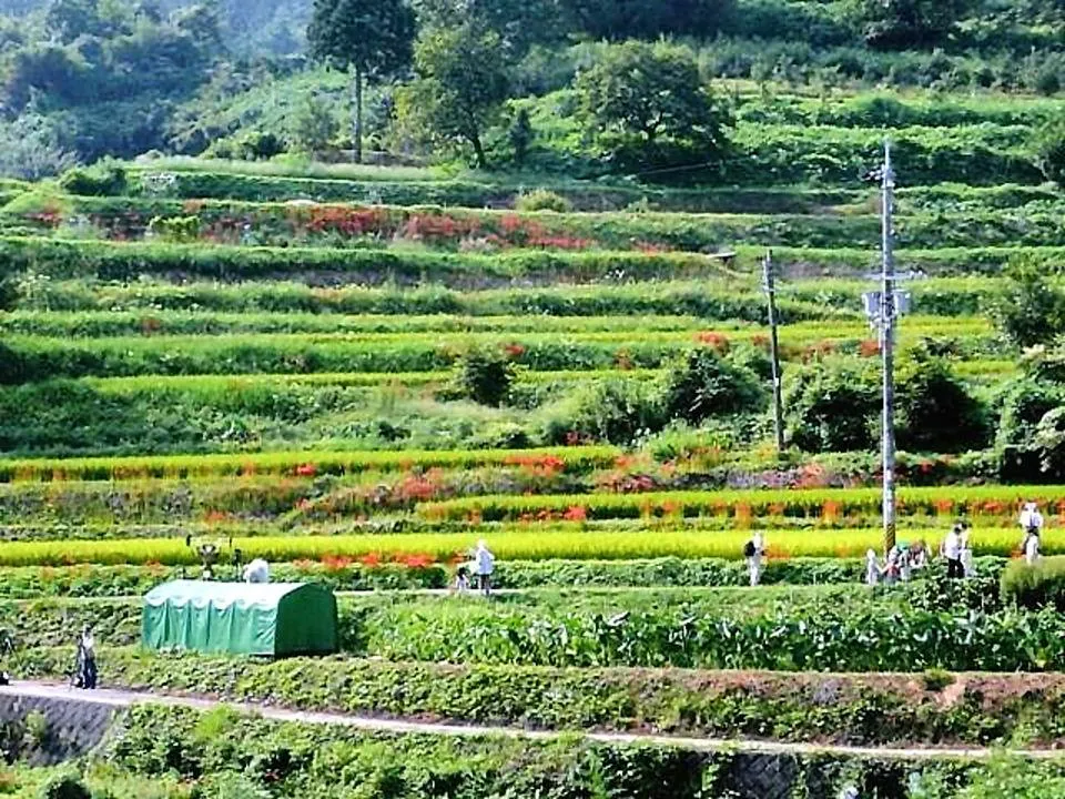 稲渕の棚田