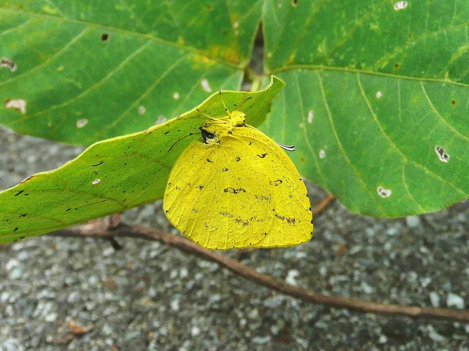 キタキチョウ