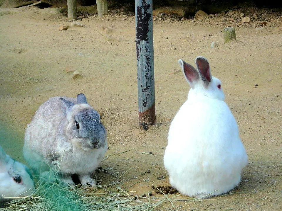 六甲山牧場