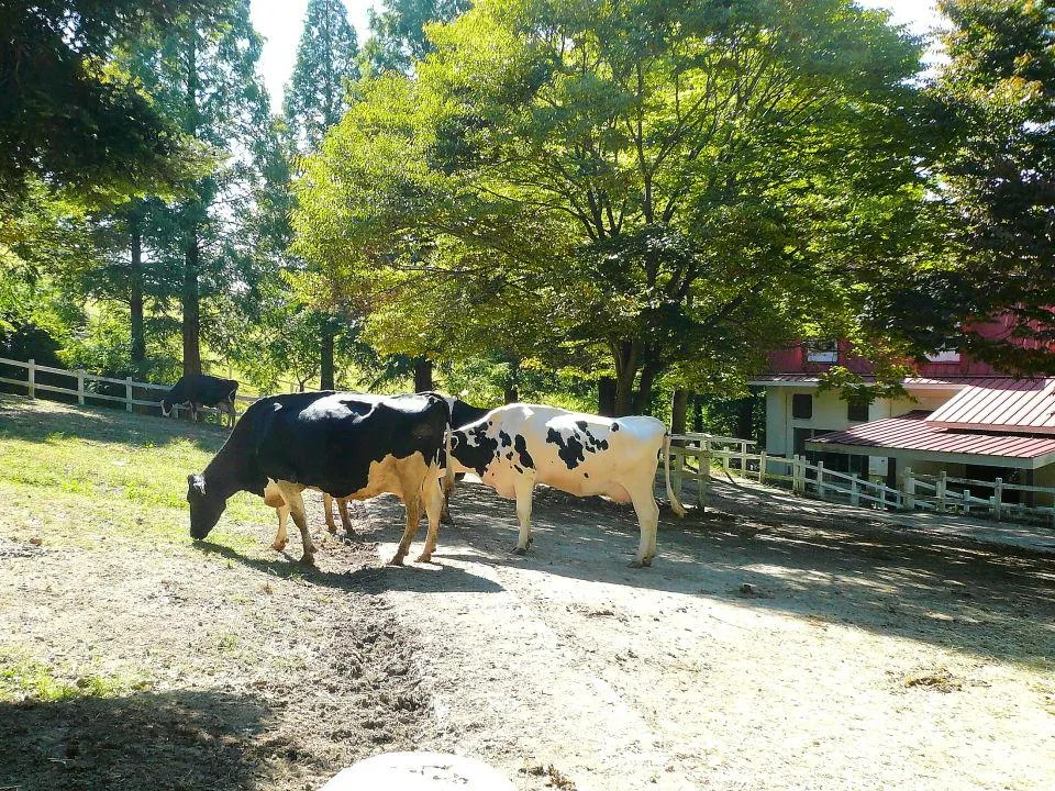 六甲山牧場