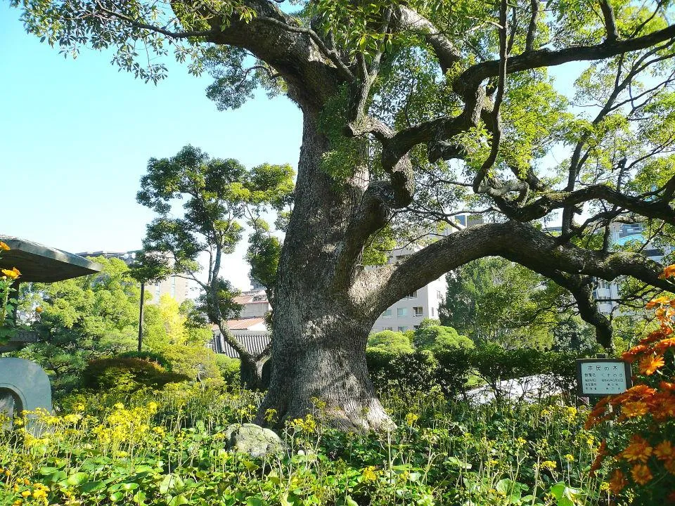 楠（市民の木）