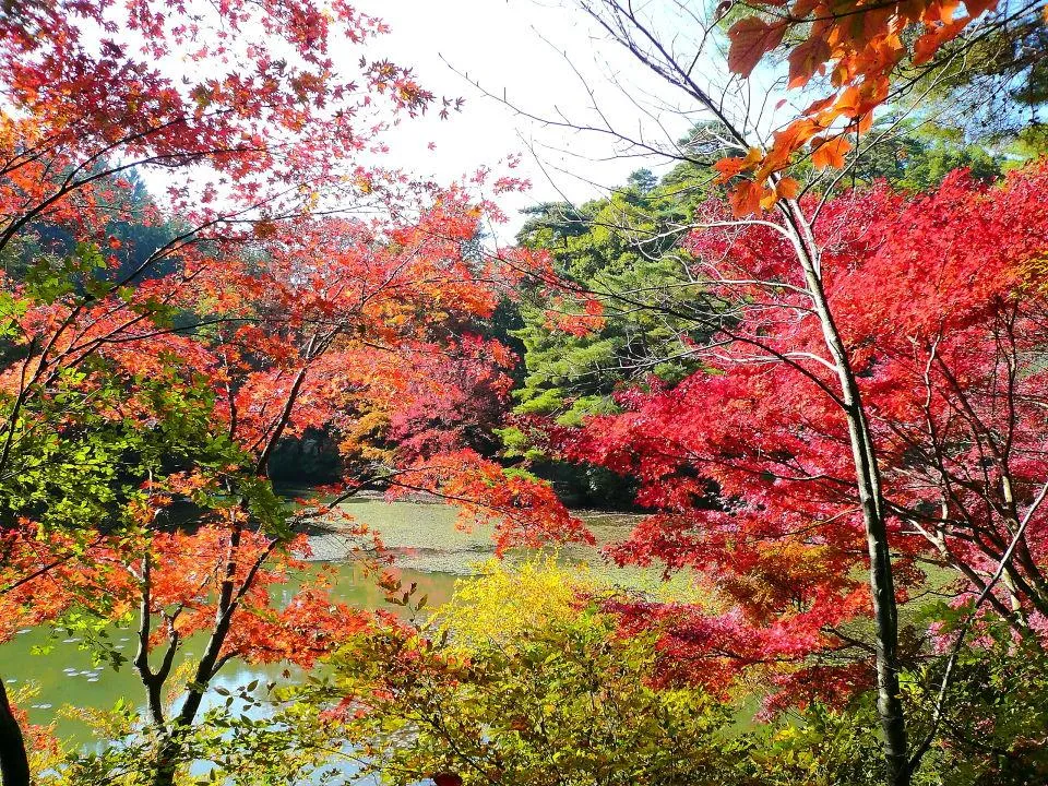 森林植物園