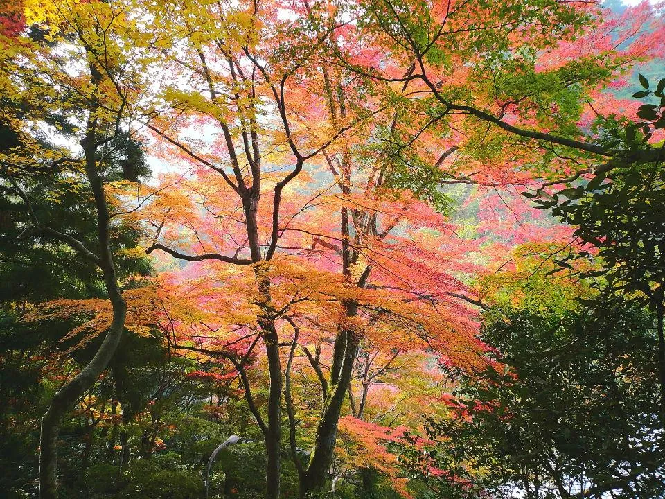 鼓ヶ滝公園