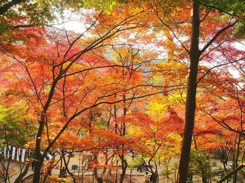 瑞宝寺公園