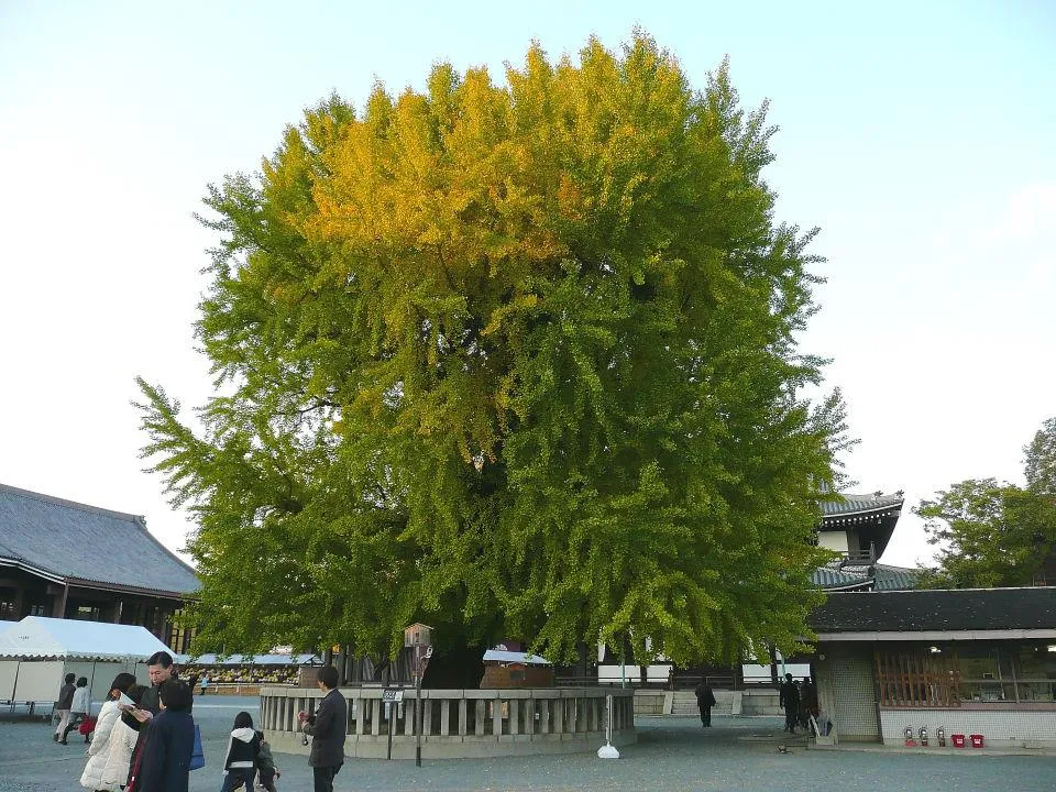 西本願寺　大銀杏