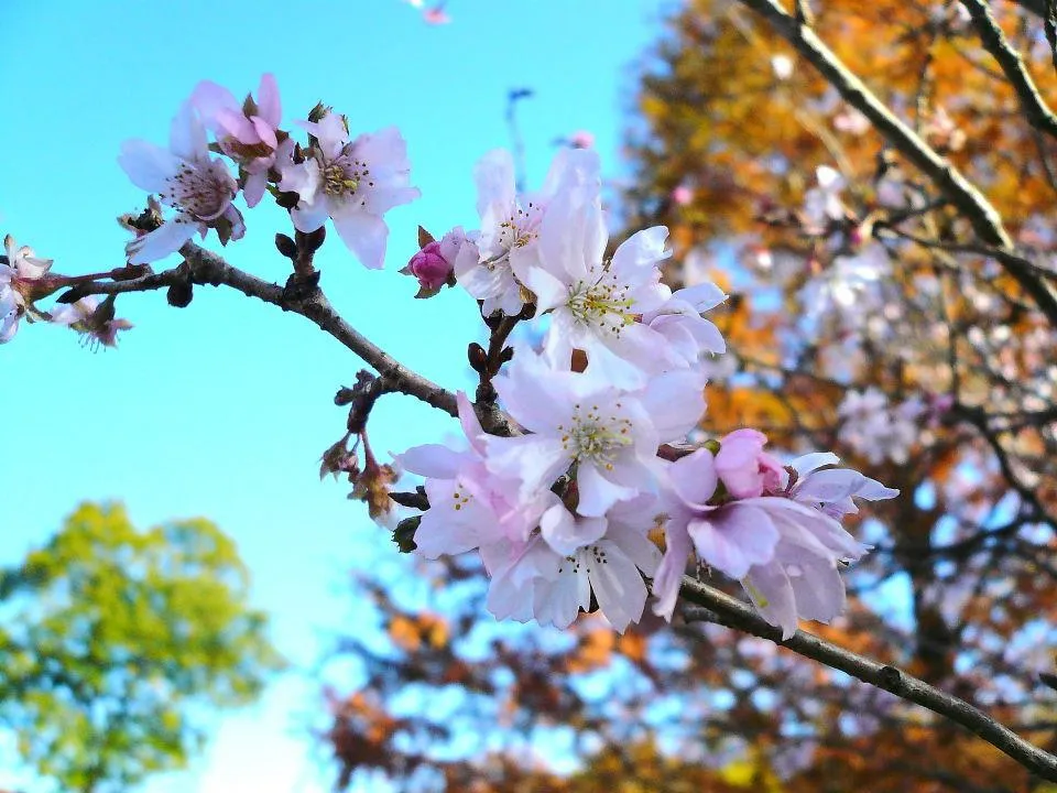 十月桜