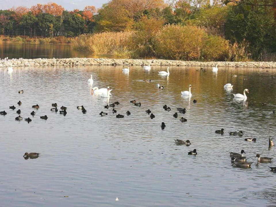 昆陽池公園