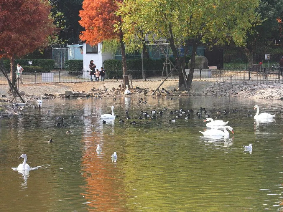 昆陽池公園