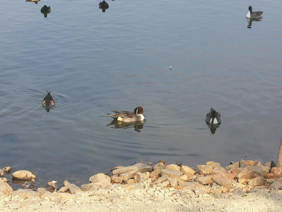 昆陽池公園