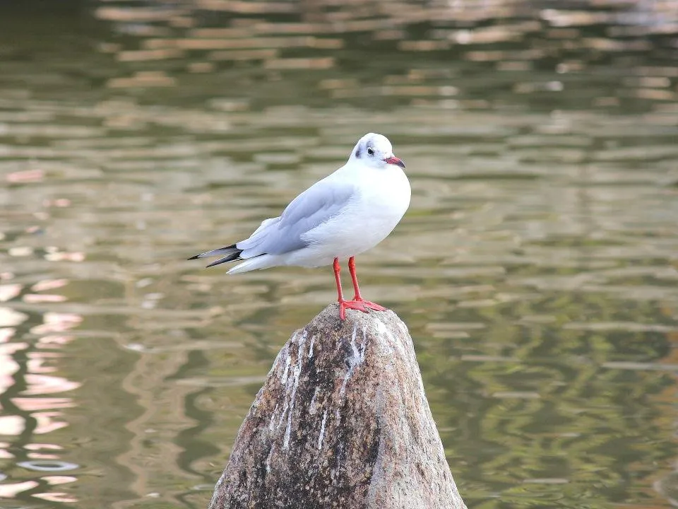 昆陽池公園